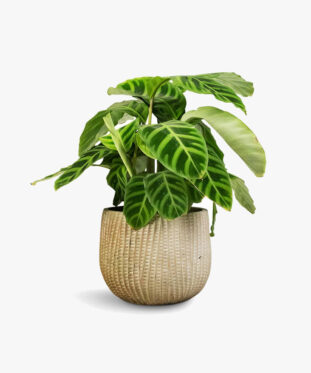 Calathea Zebrina Gloria Flower Plant